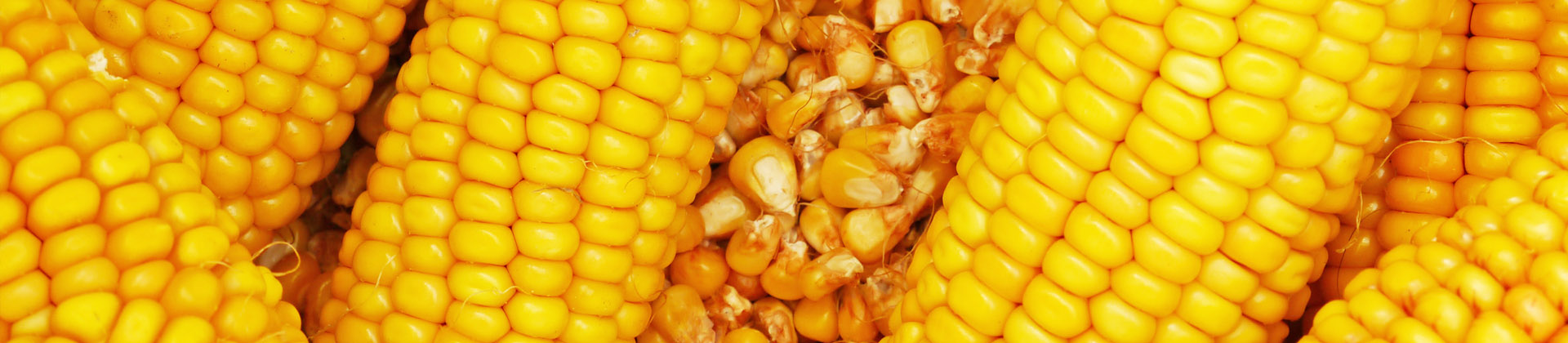 kukurydza nasiona